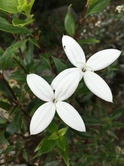 Bouvardia longiflora