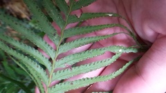 Tapeinidium pinnatum