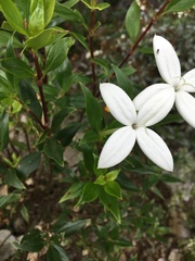 Bouvardia longiflora