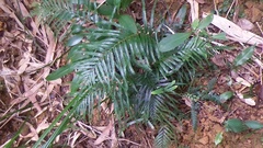 Tapeinidium pinnatum