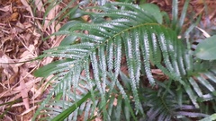 Tapeinidium pinnatum