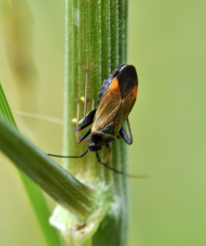 Adelphocoris seticornis