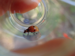 Coccinella prolongata