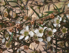 Leptospermum morrisonii