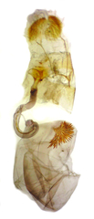 Xanthorhoe packardata