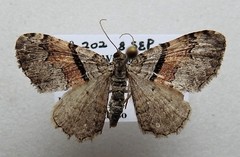 Xanthorhoe packardata