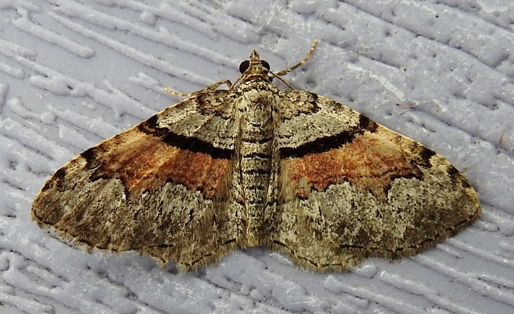 Packard's Carpet