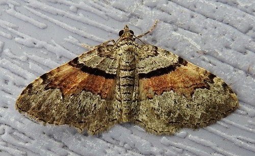 Packard's Carpet