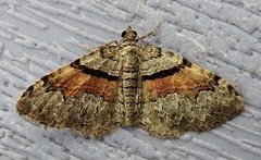 Xanthorhoe packardata