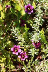 Diascia diffusa
