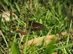 Altopedaliodes cocytia