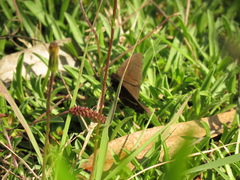 Altopedaliodes cocytia
