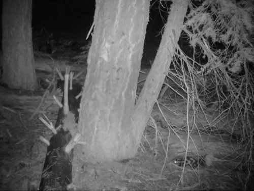 iNaturalist observation photo of Western Spotted Skunk
