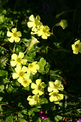 Oxalis compressa