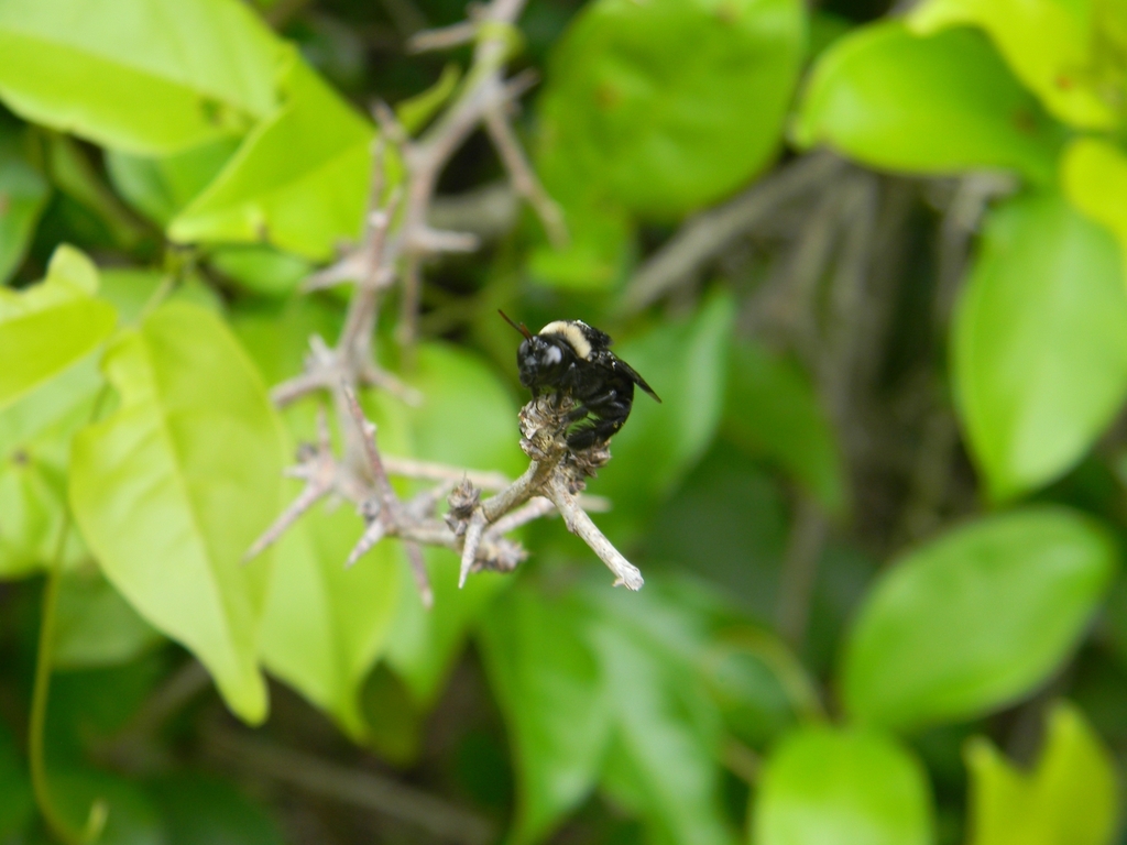Centris aethiops