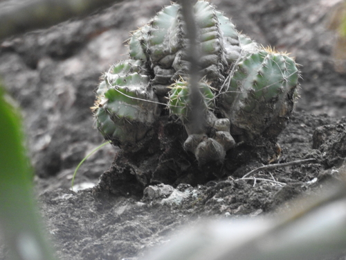 Echinocereus subinermis