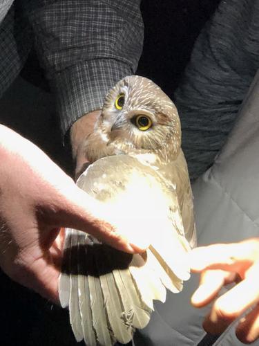 iNaturalist observation photo of Northern Saw-whet Owl