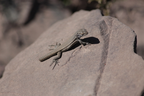 Black-green Tree Iguana