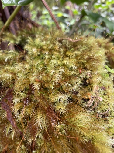 Pyrrhobryum spiniforme