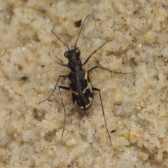 Neocicindela tuberculata