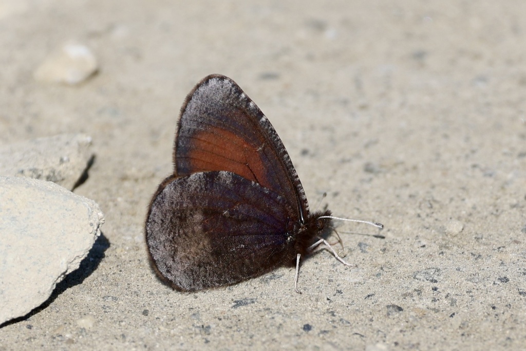 Red-disked Alpine