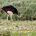 Southern Ostrich - Photo (c) Bastiaan Notebaert, some rights reserved (CC BY-NC), uploaded by Bastiaan Notebaert