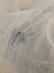 Crotalus cerastes cerastes