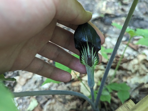Arisaema pusillum, photograph 2