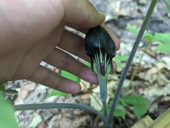 Ryan Sorrells, CC BY, iNaturalist via GBIF Arisaema pusillum, photograph Ryan Sorrells, CC BY, iNaturalist via GBIF