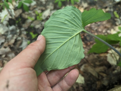 Arisaema pusillum, photograph 4