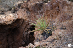 Agave chrysoglossa