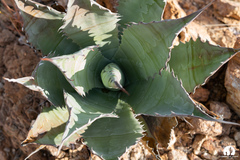 Agave colorata