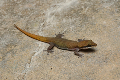 Black-Spotted Leaf-Toed Gecko photo 2