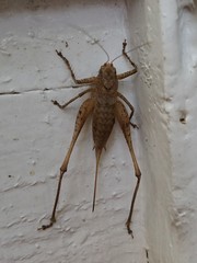 Atlanticus americanus