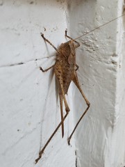 Atlanticus americanus