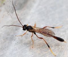 Aphanistes bellicosus