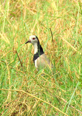 Vanellus crassirostris