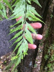 Asplenium bulbiferum x a flaccidum