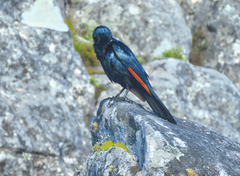 Onychognathus morio morio
