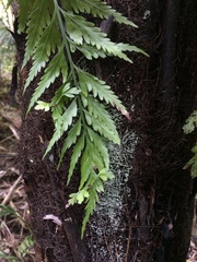 Asplenium bulbiferum x a flaccidum