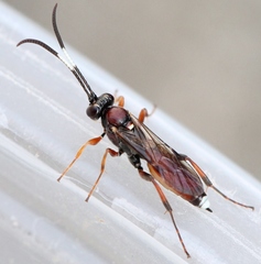 Baranisobas ridibundus