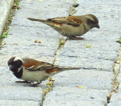 Passer melanurus melanurus