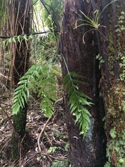 Asplenium bulbiferum x a flaccidum