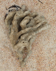 Callyspongia