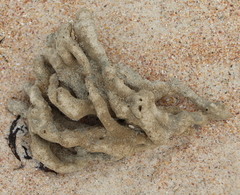 Callyspongia