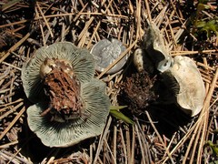 Hygrophorus caeruleus