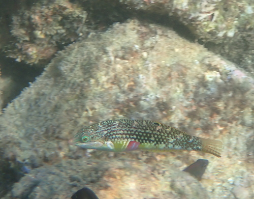 Labayan (Halichoeres margaritaceus) — Labridae — 3