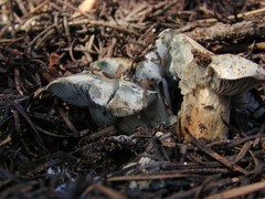 Hygrophorus caeruleus