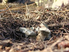 Hygrophorus caeruleus