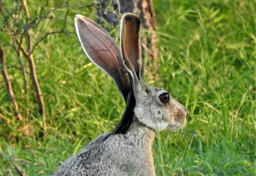 Alta Mira Jackrabbit